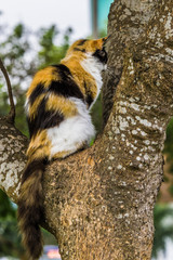 Colorful cat on a tree in the Park