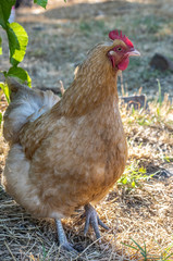 Buff Orpington hen chicken in yard