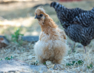 Free range Silkie chicken hen in yard