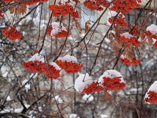 winter berries