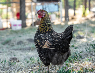 Golden Laced Wyandotte hen chicken