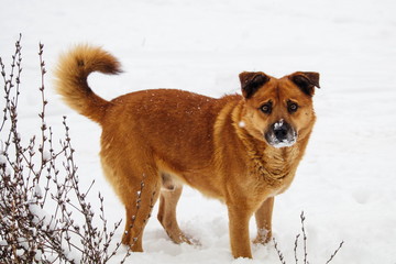 red dog with snow on his nose. looking for food under the snow. a stray dog.