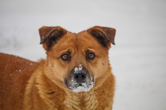 red dog with snow on his nose. looking for food under the snow. a stray dog.