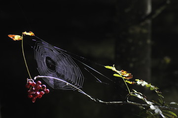 spinnennetz im gegenlicht