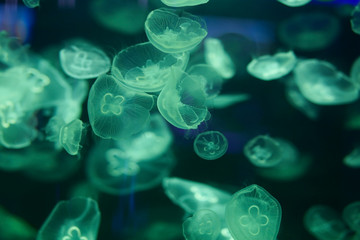 Beautiful jellyfish, medusa in the neon light with the fishes. Underwater life in ocean jellyfish. exciting and cosmic sight