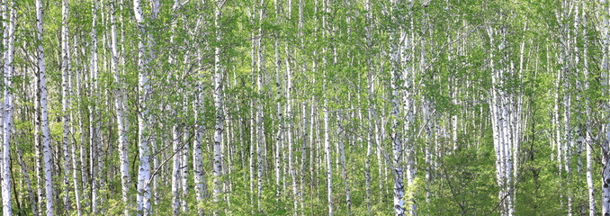 Beautiful birch trees with white birch bark in birch grove with green birch leaves