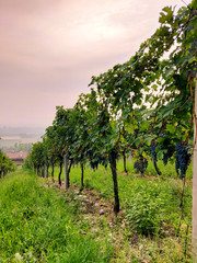 Fototapeta na wymiar Sunset on vineyard, row of vine with black grapes.