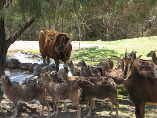 Mexico Safari