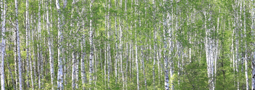 Fototapeta Beautiful birch trees with white birch bark in birch grove with green birch leaves