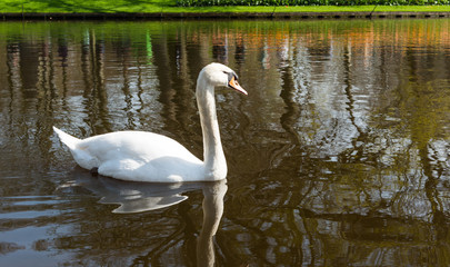 swan floating in a pond © ksena32