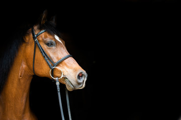 Horses Black Background 2