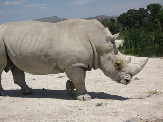 Fototapeta premium Mexico Safari