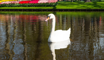 swan floating in a pond © ksena32