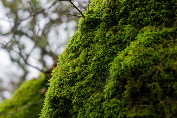 pretty moss in the forest