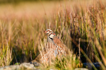 Wild Red-legged Partridge in natural habitat of reeds and grasses on moorland in Yorkshire Dales, UK