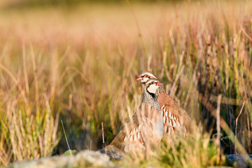 Wild Red-legged Partridge in natural habitat of reeds and grasses on moorland in Yorkshire Dales, UK