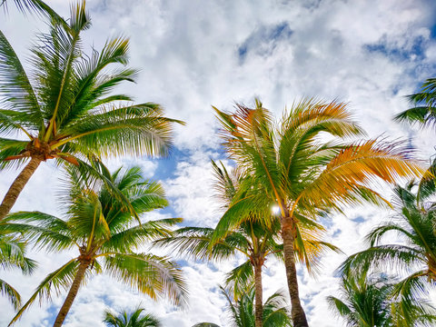 Palm trees against sky, tropical vacation