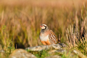 Wild Red-legged Partridge in natural habitat of reeds and grasses on moorland in Yorkshire Dales, UK