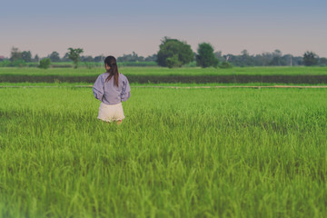 Fototapeta premium Back view of young woman take a photo by smartphone in the rice
