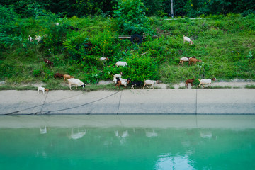 Herd of Goats walk to find eating around the .Irrigation canal