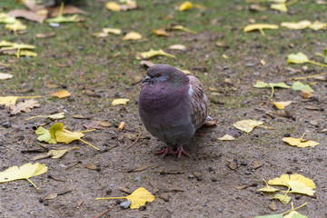 Pigeon on the field