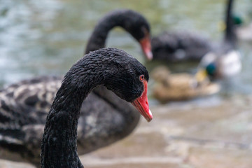 Black swan near to the water