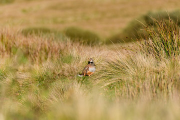 Wild Red-legged Partridge in natural habitat of reeds and grasses on moorland in Yorkshire Dales, UK
