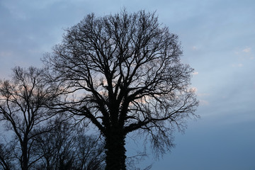 kahle Bäume am Abend