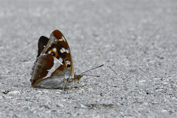 Purple Emperor (Apatura iris) beautiful big butterfly on ground