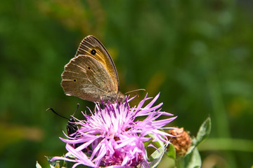 Maniola jurtina, Meadow Brown butterfly on wild flowers. Butterfly on meadow, natural habitat