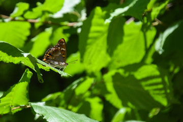 Purple Emperor, Apatura iris, butterfly high in the tree. Butterfly in natural habitat