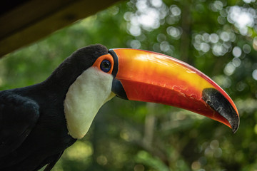 TUCANO