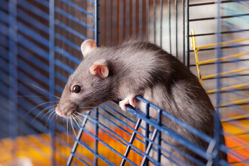 portrait of a black domestic rat