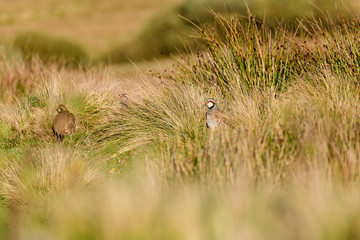 Wild Red-legged Partridge in natural habitat of reeds and grasses on moorland in Yorkshire Dales, UK