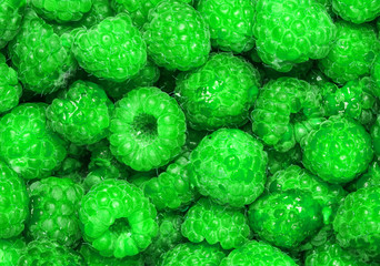 Many green raspberries, background of berries, top view.