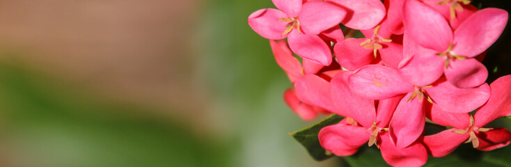 Banner size,Red spike flowers on a natural blurred background.