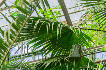 Fototapeta na wymiar Various tropical plants in green house. Lush foliage