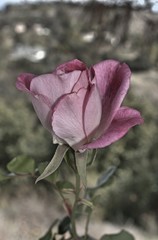 Rose Bud