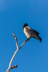 A Grizzled Crow Resting on a Branch in Winter