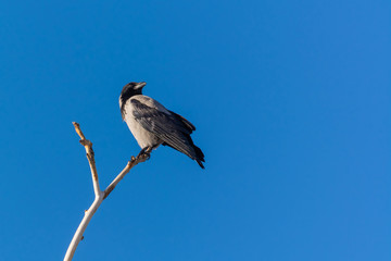 A Grizzled Crow Standing on a Leafless Branch in Winter