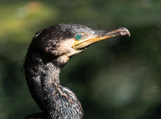 CORMORANO