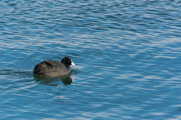 A Coot Slowly Swimming onto the Lake in Search for Food