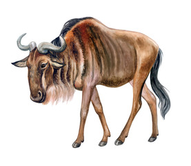 Wildebeest, gnus, antelopes isolated on white background. African ungulate. Watercolor. Illustration. Template. Close-up. Portrait. Hand drawv. Hand painting. Clipart. Close-up  