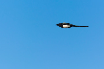 A Magpie Flying in Search for Food in Winter