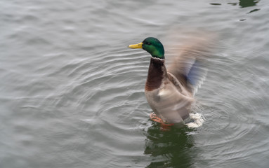 duck bird wild lake fauna nature water animal wildlife colorful beautiful 