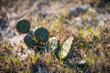 cactus