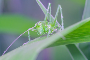 green grasshopper in the grass