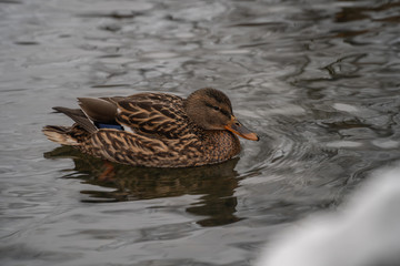 duck bird wild lake fauna nature water animal wildlife colorful beautiful 