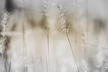 Fototapeta premium Wildflower Meadow: Vibrant Spring Nature Background with Grass and Wildflowers