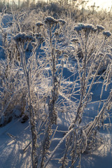 Dry plants covered with hoarfrost shining in the sun. Winter background